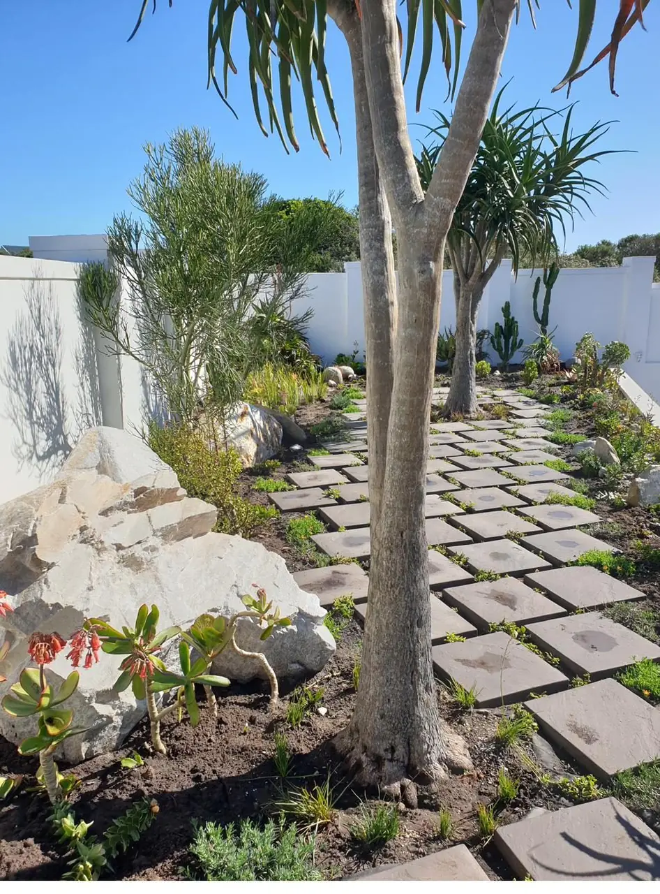 Finished low-maintenance coastal entrance garden with stepping pavers, boulders and water-wise planting