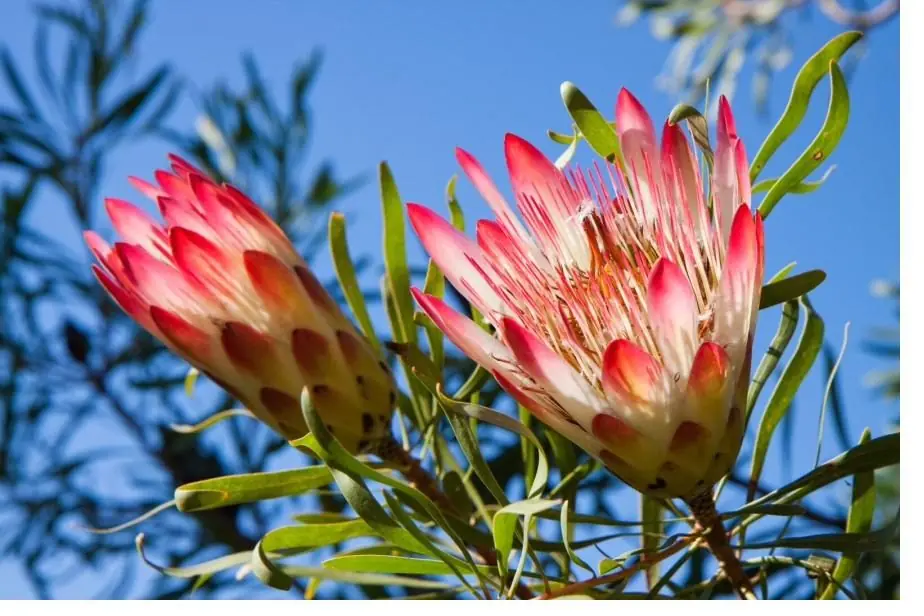 Pink and white proteas in flower against a blue sky