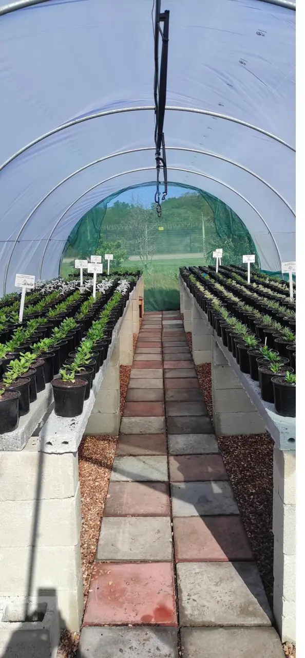 Bulk plants growing on at the nursery