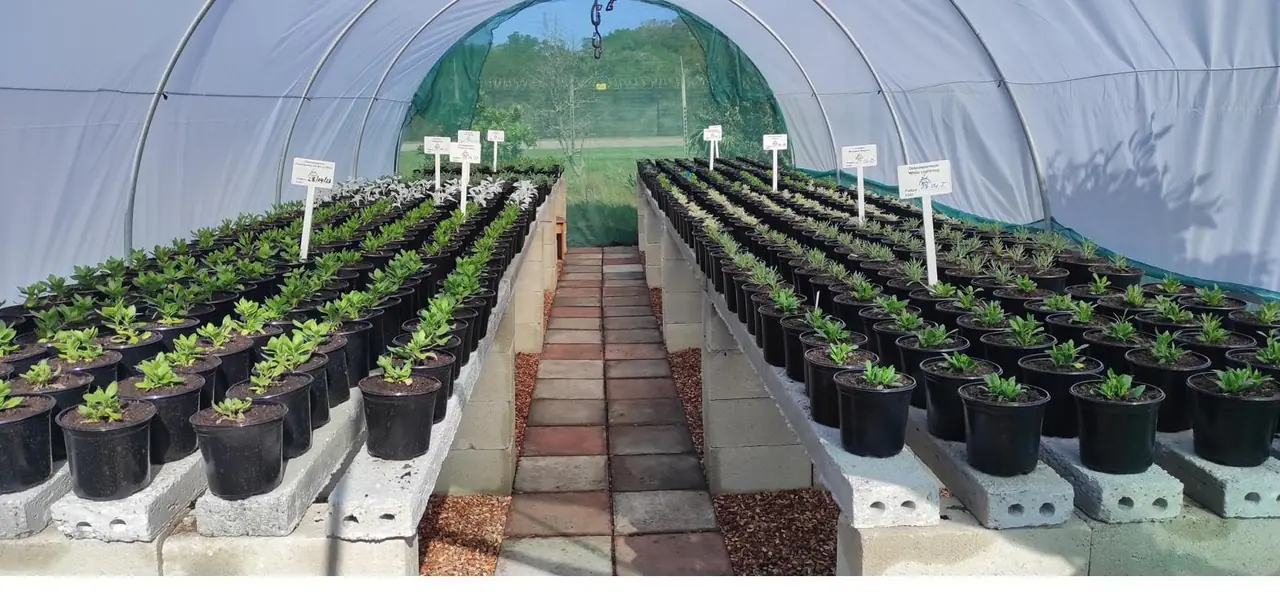 Plants growing in propagation tunnels at the nursery for trade supply